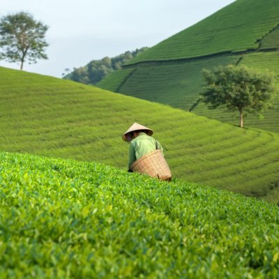 10 little known facts about tea