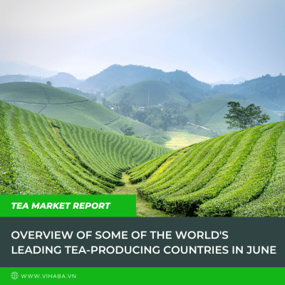 overview-of-tea-producing