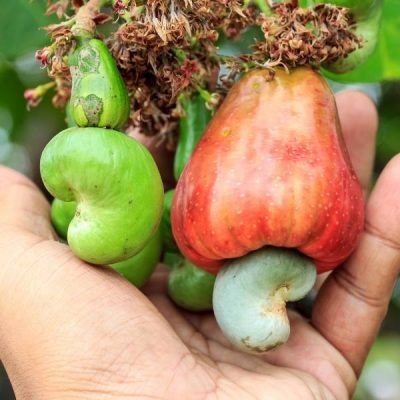How are-cashew-nuts-harvested