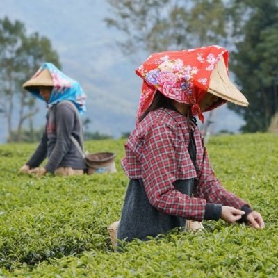 vietnam-tea-report