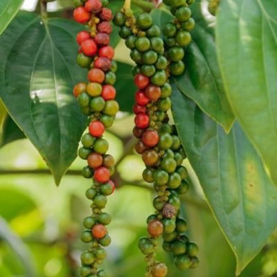 Black-Pepper-Plant-450w_650x