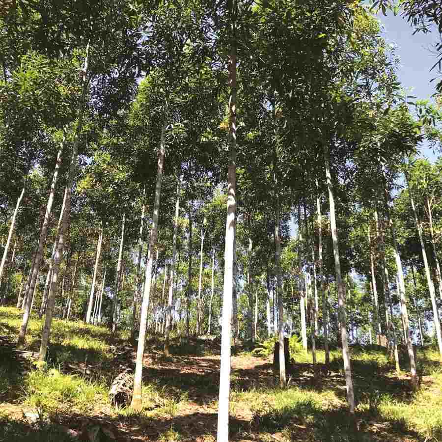 How to grow cinnamon to bring the highest yield? Environment & technique