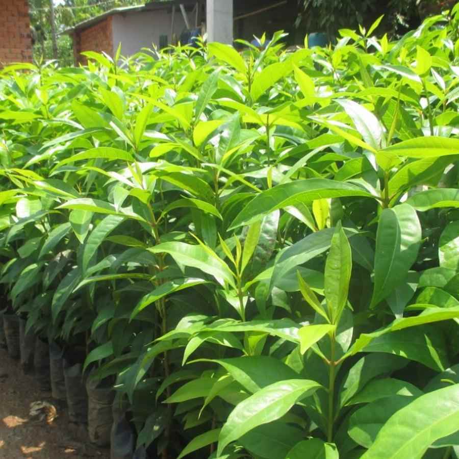 How to grow cinnamon to bring the highest yield? Environment & technique