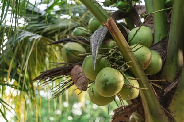 Coconut Harvesting - coconut - desiccated coconut - coconut oil - supplier - distributor - wholesale