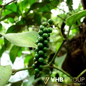 premium black pepper distribute channel