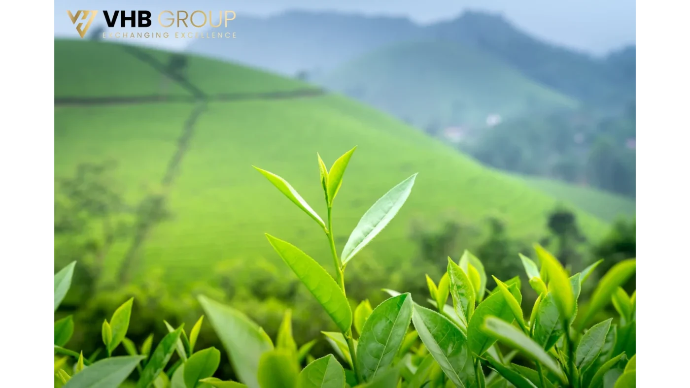 High Grade Green Tea