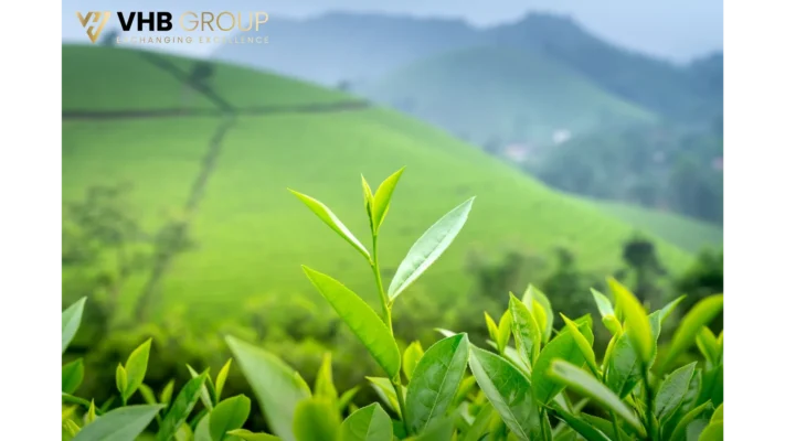 High Grade Green Tea